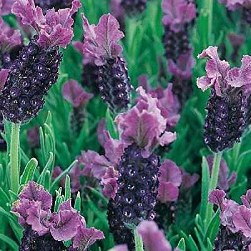Lavender French Stochea Purple Perennial Plug Plants Pack X6 | Desertcart  Gibraltar