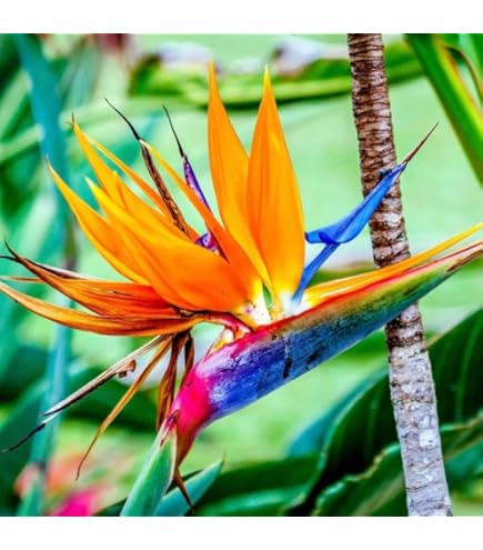 【希少】初期KEONI OF HAWAII 『BIRD OF PARADISE』 希少】初期KEONI OF HAWAII 『BIRD OF PARADISE』