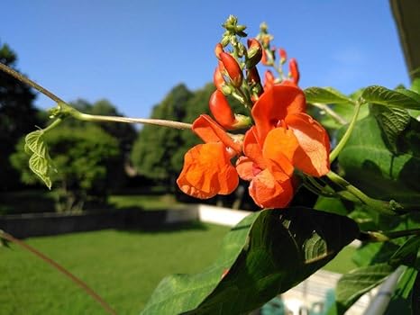 Amazon Co Jp 発芽種子 スカーレットランナー豆ベニバナインゲンオープン受粉24種 16収穫