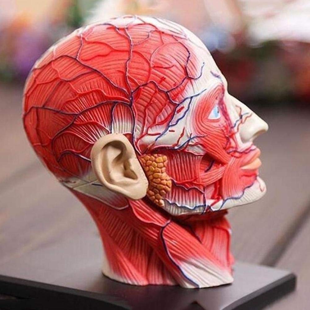 анатомический мозг человека