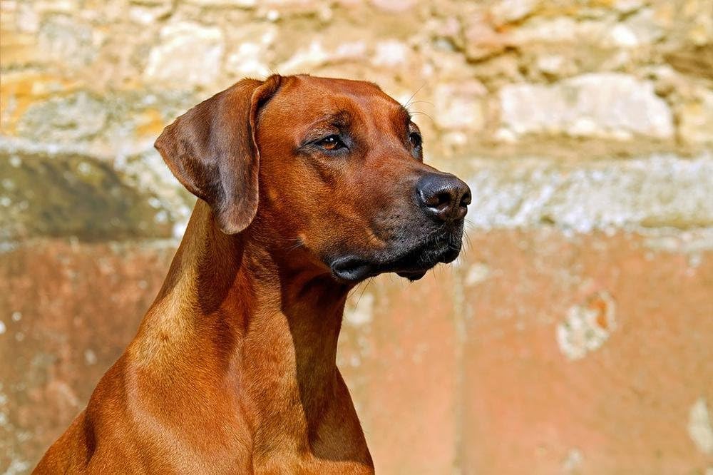 rhodesian ridgeback guard dog