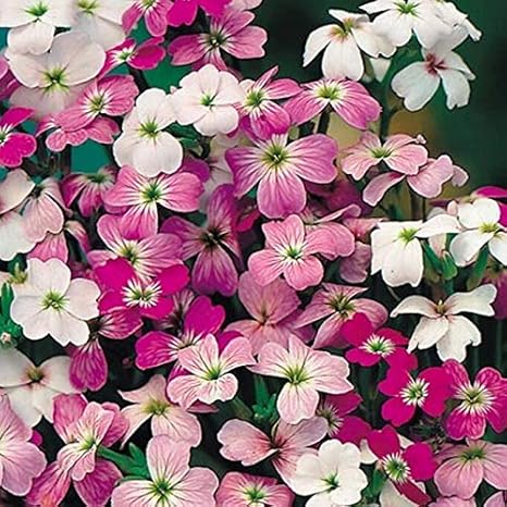 Amazon Co Jp 300 種子 バージニア州証券 素敵な甘い香り 香りの花の塊 ホーム キッチン