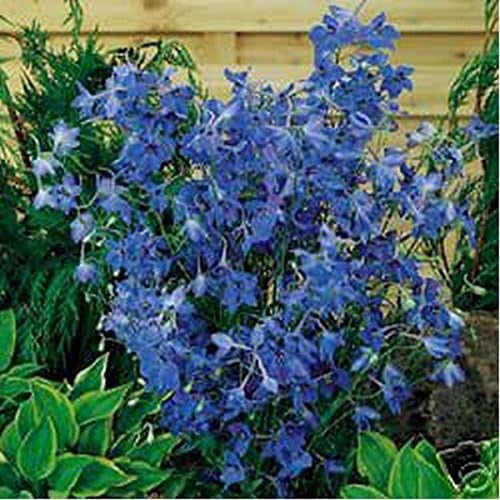 Delphinium/Larkspur- Butterfly Blue - 50 Seeds