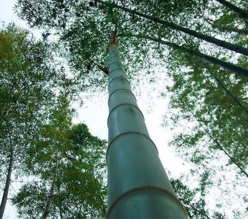 Moso Bamboo Seeds T27, Phyllostachys Edulis Giant Timber Bamboo
