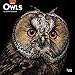 Owls 2020 12 x 12 Inch Monthly Square Wall Calendar, Wildlife Animals Birds by