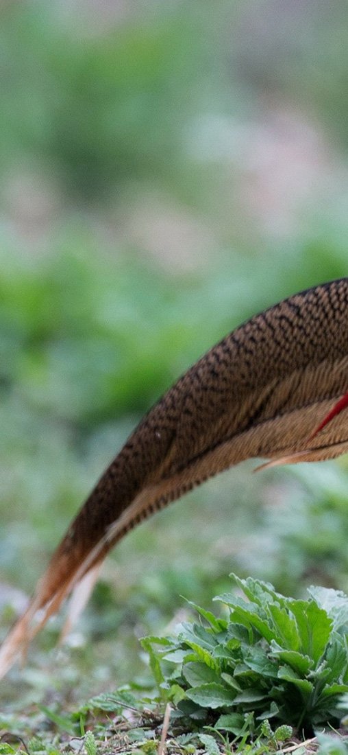 PeelitStickit Bird, Animal Wall Murals ID-110, vinyl