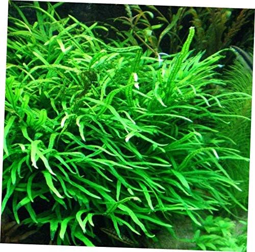 Aquarium Plants Microsorum Pteropus Trident Potted Java Fern Live Aquarium Plants