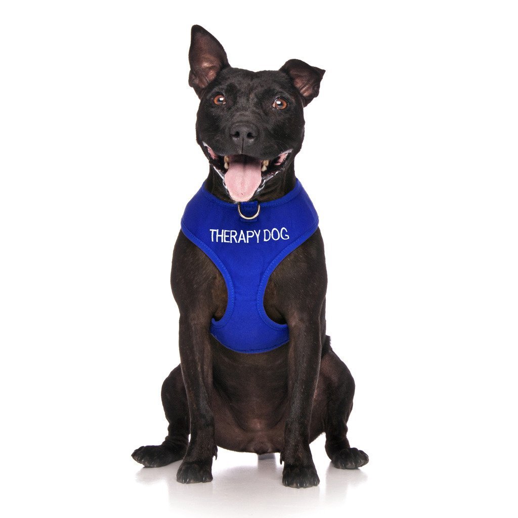 Dexil Limited THERAPY DOG Blue Colour Coded Non-Pull Front and Back D Ring Padded and Waterproof Vest Dog Harness PREVENTS Accidents By Warning Others Of Your Dog In Advance (S)