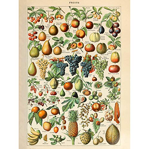 Artery8 Millot Encyclopedia Page Fruit Grape Pineapple Art Print Canvas Premium Wall Decor Poster Mural