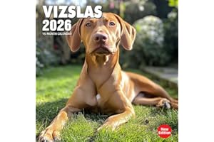 Vizslas 2026 Calendar: Energetic Hungarian pointers in action and in rest
