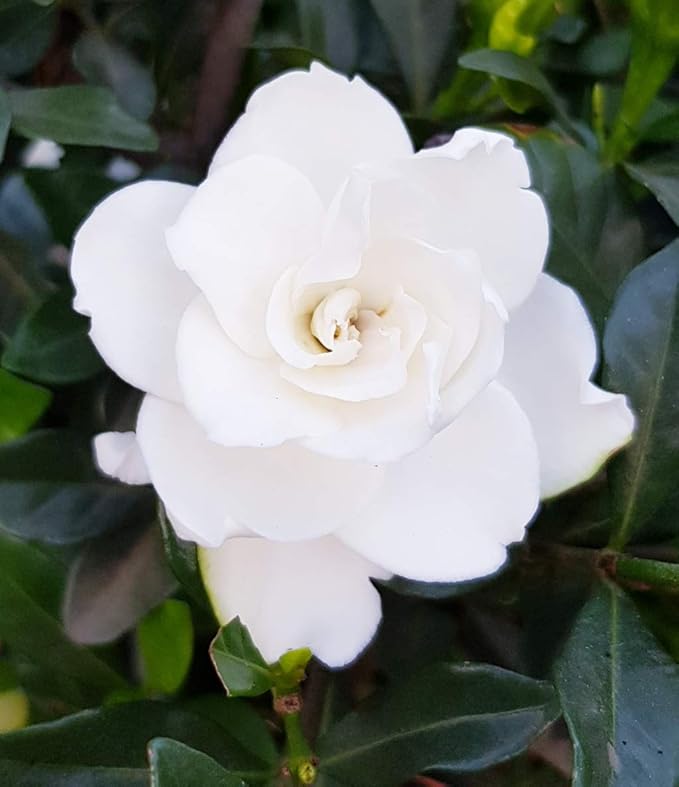 Siam Garden Live Gardenia Cape Jasmine Gandhraj Plant Amazon In Garden Outdoors