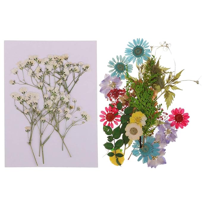 KESOTO 40pcs Natürliche Gepresste Getrocknete Blumen Blatt Kunst Handwerk Machen Lieferung Dekoration