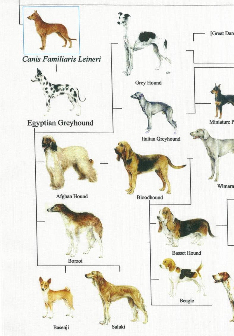 Amazon Co Jp 犬の系統図 The Genealogical Tree Of The Dog Home Kitchen Amazon Co Jp 犬の系統図 The Genealogical Tree Of The Dog Home Kitchen