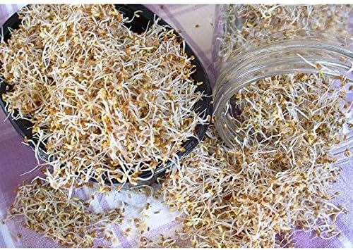 Kings Seeds - Sprouting Seeds, Alfalfa - 10000 Seeds