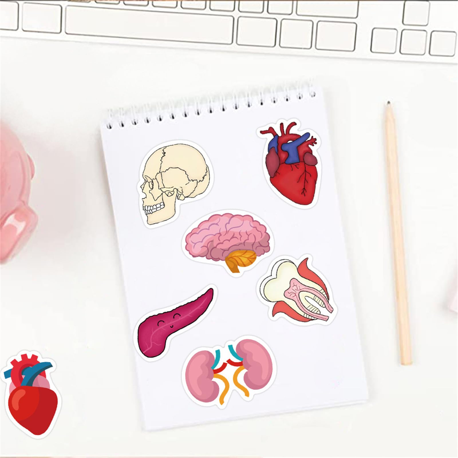 Mua 50Pcs Anatomy Stickers, Human Anatomy Decals Organs Stickers Pack ...