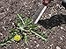 Hori Hori Knife Gardening Tool -LifeWell Garden Products.Best All-Purpose Japanese Garden Knife with LifeTime Warranty.Digging Knife,Bonsai Tool,Soil Knife,Garden Weeder.Ideal for Camping & Fishing