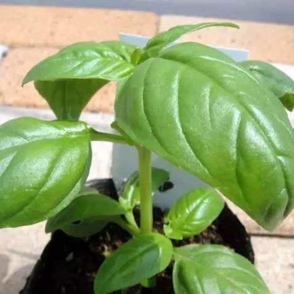 Ponnen 500Pcs Sweet Basil Seeds Herb Seed Home Garden Yard Seed Basil Seeds