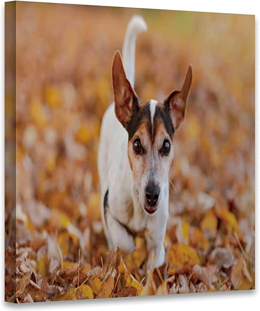 purebred jack russell