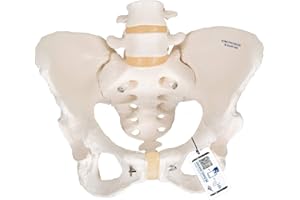 3B Scientific A61 Female Pelvic Skeleton - 3B Smart Anatomy