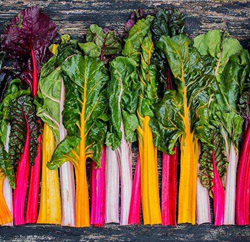 - Sweet Yards Seed Co. Organic Swiss Chard Seeds 'Rainbow Blend' - Over 75 Open Pollinated Non-GMO Seeds