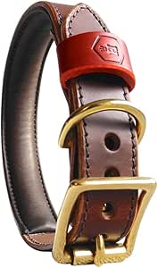 american bully 8 months old