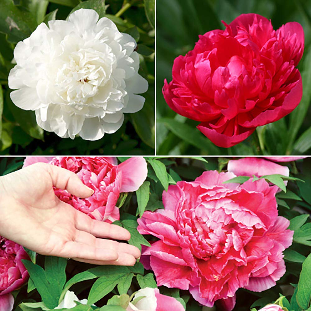 YouGarden Hardy Peony Collection, Set of Three Bare Root Herbeaceous Plants, for Pink, Red, and White Flowers, Ready to Plant Bare Roots