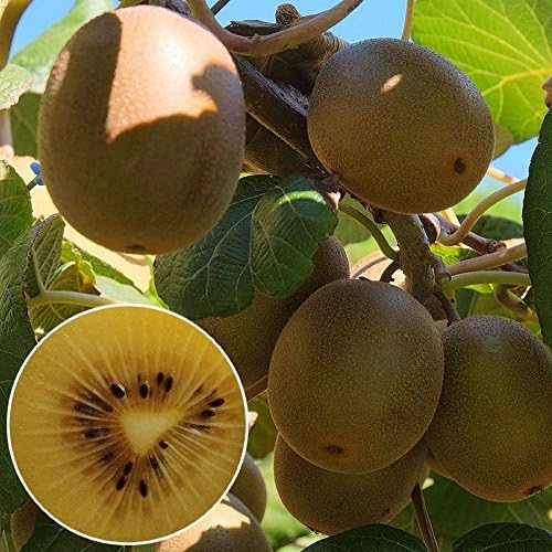 Actinidia Deliciosa Minkigoldâ Kiwi Jaune Femelle