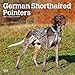 German Shorthaired Pointers International Edition 2020 12 x 12 Inch Monthly Square Wall Calendar, An by