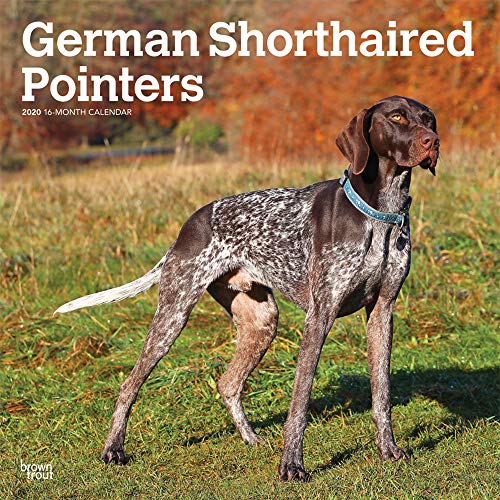 German Shorthaired Pointers International Edition 2020 12 x 12 Inch Monthly Square Wall Calendar, An by