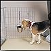 ProSelect Stainless Steel Flat Sided Pails — Durable Pails for Fences, Cages, Crates, or Kennels - 9¾