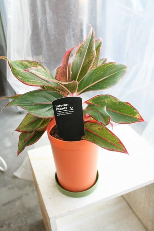 Amazon Co Jp 観葉植物 赤ふちアグラオネマ ４寸鉢 ラッピング代込 送料込価格 Diy 工具 ガーデン