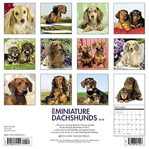 Just Miniature Dachshunds 2018 Calendar