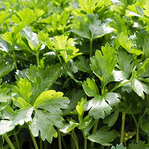 パクチーの苗 お買い得3個セット 品種 晩抽性コリアンダー エスニカン 野菜苗9cmポット 3個セット 晩抽性の品種なので 花が咲くのが遅く長期間収穫可能です 香菜シャンツァイ コリアンダーとも呼ばれます ポット苗なのでほぼ年中植付け可能 自社農場から新鮮出荷 即出荷