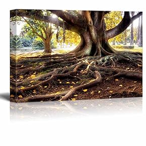 Centenarian Tree with Large Trunk and Big Roots Above The Ground - Canvas Art Wall Art - 12" x 18"