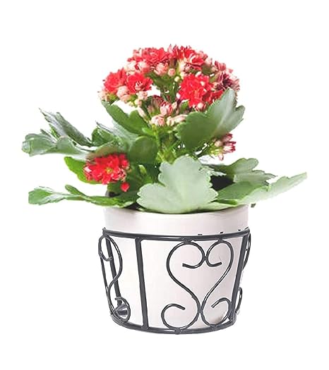 Zain Decor Home Decorative Hanging Flower Pot Basket for Balcony Home Garden (1)