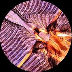 AmScope PS25 Prepared Microscope Slide Set for