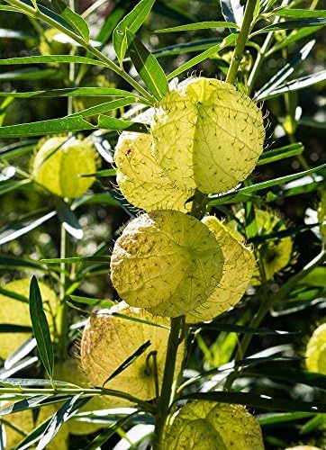 Balloonplant - Madison - Wisconsin Photograph