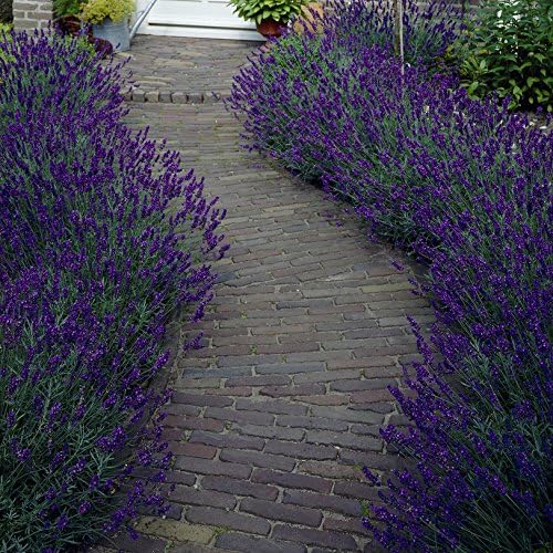 English Lavendar Hidcote Hedging Pack 25 Plants in 9cm pots Amazon