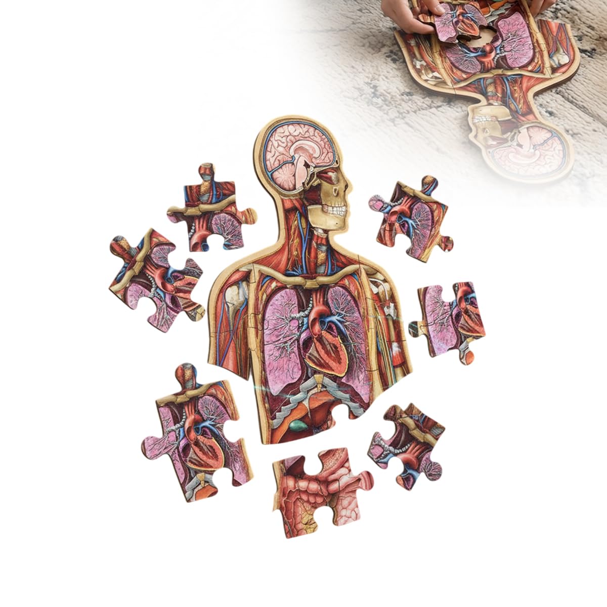 Human Anatomy Floor Puzzle for Kids Ages 6-8, 100-Piece 4 FT Tall Human Body Puzzle, Large Educational Puzzle with Anatomy Learning Guide for Classroom & Home Study