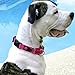 Max and Neo Nylon Martingale Collar - We Donate to a Dog Rescue for Every Collar Sold (Small, Pink)