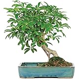 Brussel's Hawaiian Umbrella in Land Water Pot  Bonsai - Large - (Indoor)