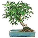Brussel's Live Hawaiian Umbrella Indoor Bonsai Tree in Water Pot - 5 Years Old; 8