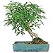 Brussel's Live Hawaiian Umbrella Indoor Bonsai Tree in Water Pot - 5 Years Old; 8" to 12" Tall primary