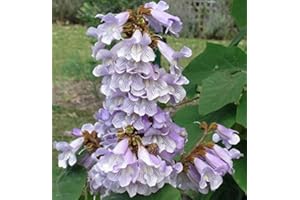 BUY RARE SEEDS Paulownia fortunei | Dragon Tree | Fortunes Empress | Sapphire | 100_Seeds