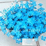 Big Promotion 100 Pcs / Bag Blue Clover Seeds Bonsai Flower Seeds Home Garden Four Leaf Lover Grass Seeds Office Desk Planta