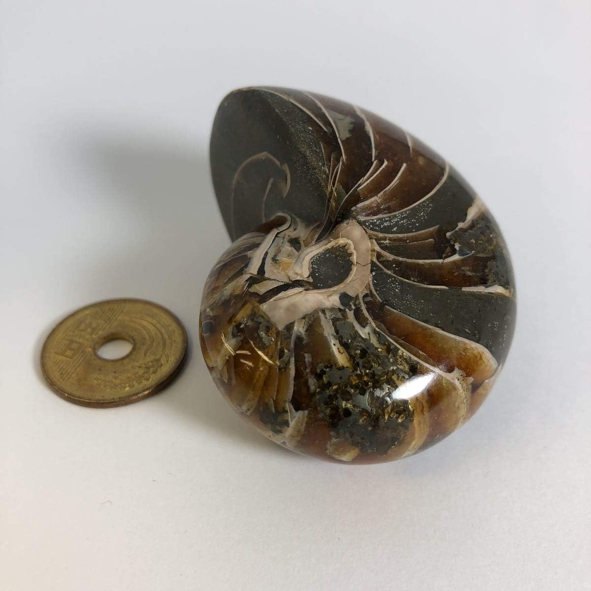 Amazon Co Jp No 4005 1点もの オーム貝化石 オーム貝 化石 化石標本 マダガスカル産 Nautiloid オウム貝 オウムガイ 現物販売 ホーム キッチン