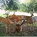 TROPHY ROCK Redmond All-Natural Mineral Rock/Salt Lick, Attract Deer and Big Game