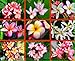 100 Fresh Seeds Plumeria Agave Rare Real Mix Set3