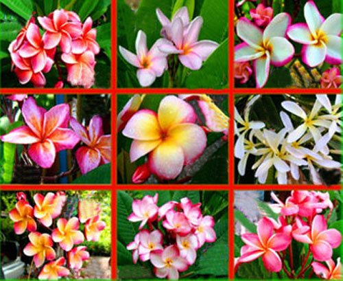 100 Fresh Seeds Plumeria Agave Rare Real Mix Set3 100 Fresh Seeds Plumeria Agave Rare Real Mix Set3