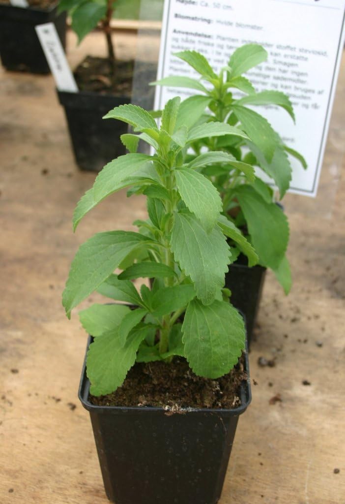 Seedlings india Stevia Herbal and Medicinal live plant
